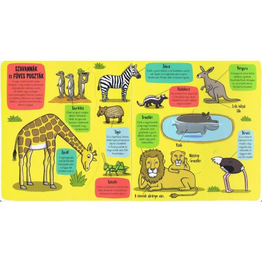 Napraforgó Kis felfedezők - Minden, ami állat