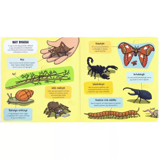 Napraforgó Kis felfedezők - Bogarak